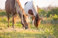 Wild ponies grazing at Assateague Island, MD Royalty Free Stock Photo