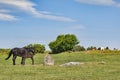 Wild Ponies on Bodmin Moor Cornwall UK Royalty Free Stock Photo