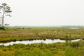 Wild horses grazing on grass in an open marsh field Royalty Free Stock Photo