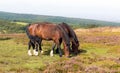Wild ponies and heather Quantock Hills Somerset Royalty Free Stock Photo