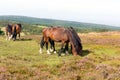 Wild ponies and heather Quantock Hills Somerset Royalty Free Stock Photo