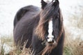 Wild ponies and horses, snow, brecon beacons national park Royalty Free Stock Photo