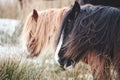 Wild ponies and horses, snow, brecon beacons national park Royalty Free Stock Photo