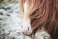 Wild ponies and horses, snow, brecon beacons national park Royalty Free Stock Photo