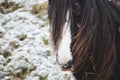 Wild ponies and horses, snow, brecon beacons national park Royalty Free Stock Photo