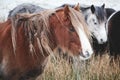 Wild ponies and horses, snow, brecon beacons national park Royalty Free Stock Photo