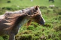 Wild ponies and horses, snow, brecon beacons national park Royalty Free Stock Photo