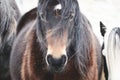 Wild ponies and horses, snow, brecon beacons national park Royalty Free Stock Photo