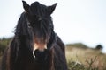 Wild ponies and horses, snow, brecon beacons national park Royalty Free Stock Photo