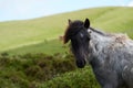 Wild ponies and horses, snow, brecon beacons national park Royalty Free Stock Photo