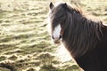 Wild ponies and horses, snow, brecon beacons national park Royalty Free Stock Photo