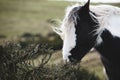 Wild ponies and horses, snow, brecon beacons national park Royalty Free Stock Photo