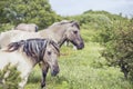 Wild Ponies of the Isle of Anglesey Royalty Free Stock Photo