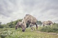 Wild Ponies of the Isle of Anglesey Royalty Free Stock Photo