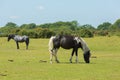 Wild ponies New Forest Hampshire England UK Royalty Free Stock Photo