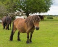 Wild ponies New Forest Hampshire England UK Royalty Free Stock Photo