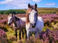 Wild ponies Quantock Hills Somerset