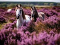 Wild ponies Quantock Hills Somerset