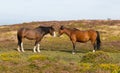 Wild ponies Quantock Hills Somerset Royalty Free Stock Photo