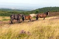 Wild ponies Quantock Hills Somerset Royalty Free Stock Photo
