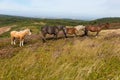 Wild ponies Quantock Hills Somerset Royalty Free Stock Photo