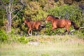 Wild ponies running at Assateague Island National Seashore, Maryland Royalty Free Stock Photo