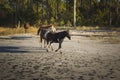 Wild Ponies Running on Assateague Island Royalty Free Stock Photo