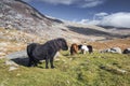 Wild Ponies in Snowdonia National Park Royalty Free Stock Photo