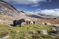 Wild Ponies in Snowdonia National Park Royalty Free Stock Photo