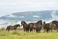 Wild ponies on top of Porlock Hill Royalty Free Stock Photo