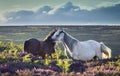 Wild Ponies on Upland Meadow Royalty Free Stock Photo