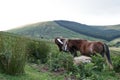 Wild ponies, windy day, brecon beacons national park Royalty Free Stock Photo