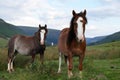 Wild ponies, windy day, brecon beacons national park Royalty Free Stock Photo