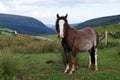 Wild ponies, windy day, brecon beacons national park Royalty Free Stock Photo