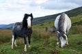 Wild ponies, windy day, brecon beacons national park Royalty Free Stock Photo