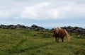 Wild ponny in Dartmoor National Park. Royalty Free Stock Photo