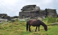 Wild ponny in Dartmoor National Park.