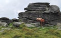 Wild ponny in Dartmoor National Park. Royalty Free Stock Photo