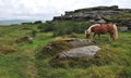 Wild ponny in Dartmoor National Park. Royalty Free Stock Photo