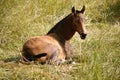 Wild Pony Royalty Free Stock Photo