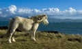 Wild Pony Royalty Free Stock Photo