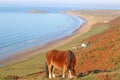 Wild pony above Rhossili Royalty Free Stock Photo