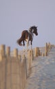 Wild Pony of Assateague Island Royalty Free Stock Photo