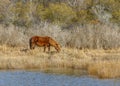 Wild Pony, Assateague Island National Seashore Royalty Free Stock Photo