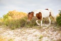 Wild Pony at Assateague Island National Seashore, Maryland Royalty Free Stock Photo