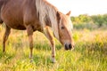 A wild pony at Assateague Island National Seashore, MD Royalty Free Stock Photo