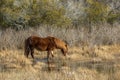 Wild Pony, Assateague National Seashore Royalty Free Stock Photo