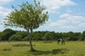 Wild pony and beautiful tree The New Forest Hampshire England UK Royalty Free Stock Photo