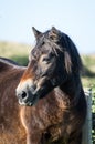 Exmoor pony`s head shot on a sunny day Royalty Free Stock Photo