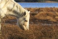 Wild Pony Royalty Free Stock Photo